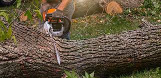 Best Tree Mulching  in Danville, CA